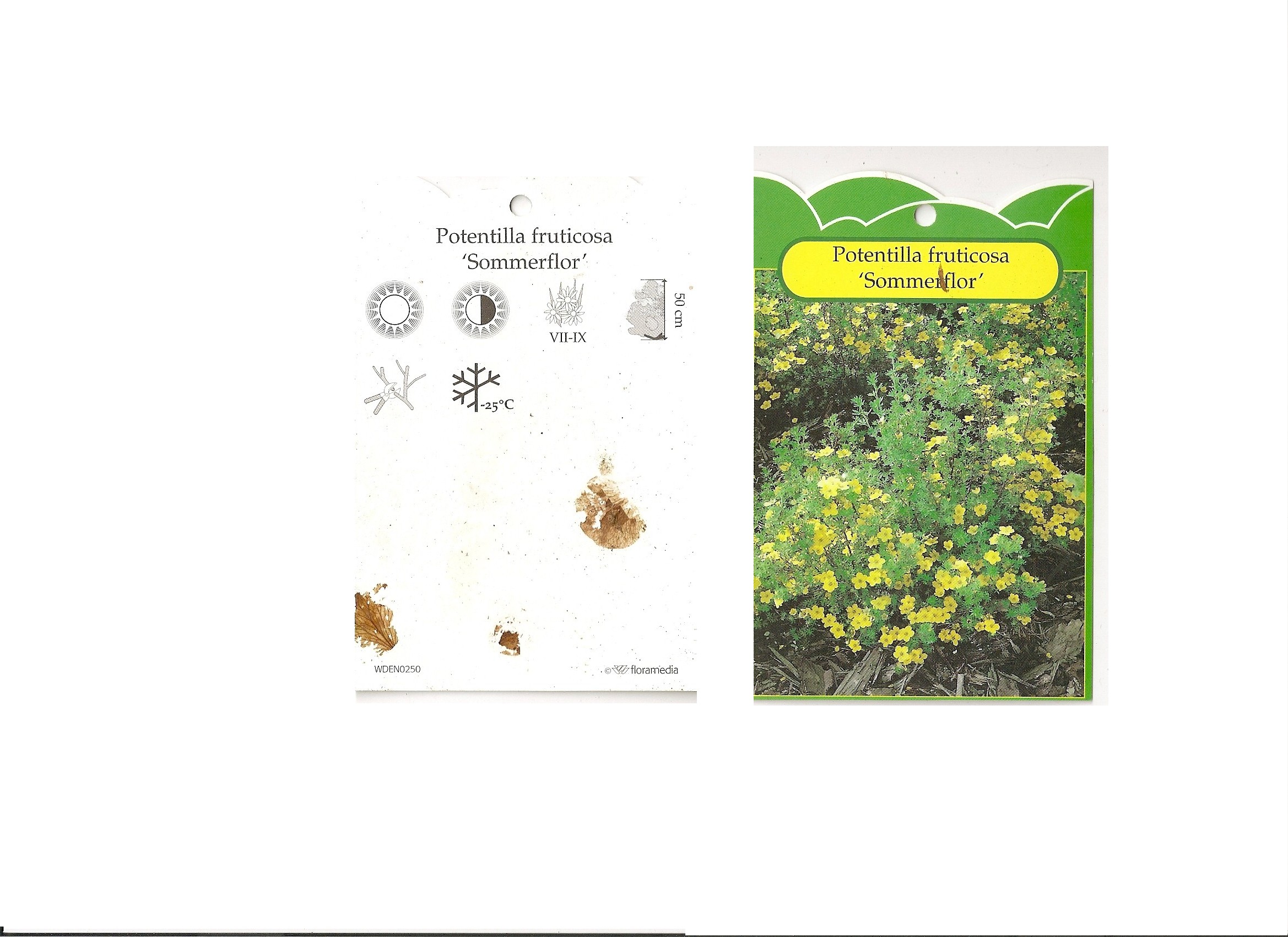 Potentilla Fructicosa.jpg